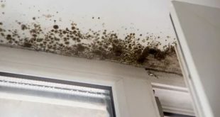 Kötü Koku ve Rutubet